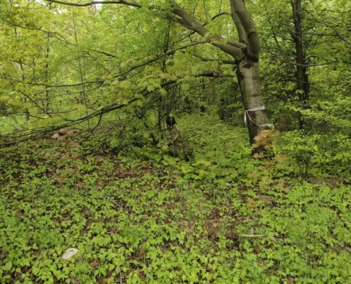 GreenZone, Poland (Stronghold Group)