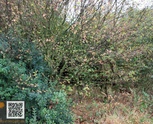 GreenZone, Germany (Svensson Tactical)