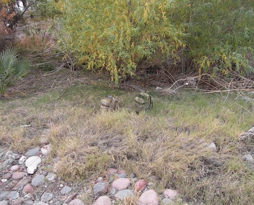 GreenZone & BadLands, Arizona USA (Predator Intel)