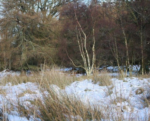 SnowDrift, UK (Richard Bell)