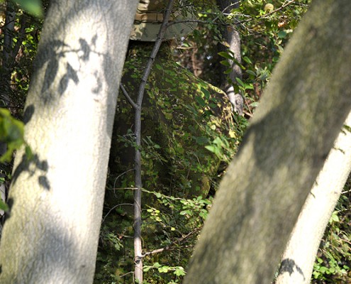 GreenZone, Japan (HongKongMania)