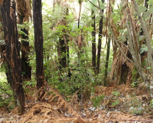 GreenZone, New Zealand (Roan Gouws)